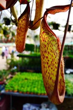 Nepenthes leopard Foto stock