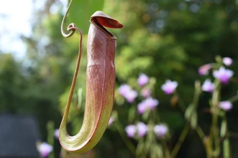 Nepenthes or Monkey Cups Foto stock