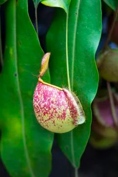 Nepenthes Stock Photos
