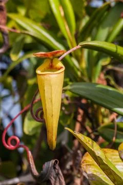 Nepenthes Stock Photos