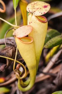 Nepenthes Stock Photos
