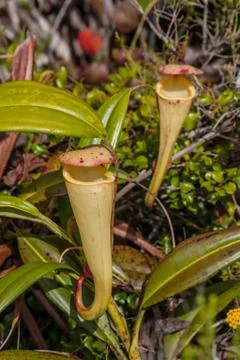 Nepenthes Stock Photos