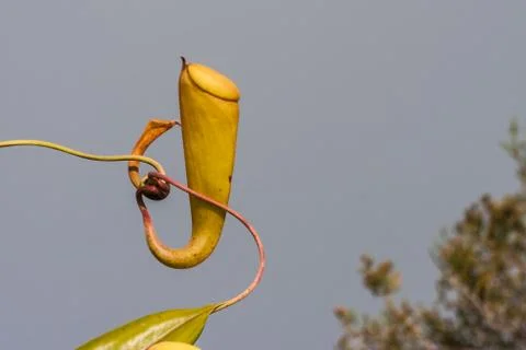 Nepenthes Stock Photos