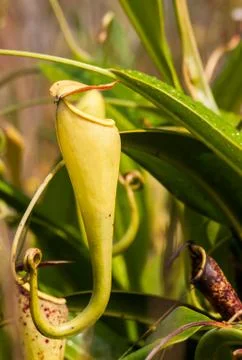 Nepenthes Stock Photos