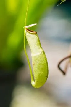 Nepenthes Stock Photos