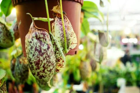 Nepenthes Stock Photos