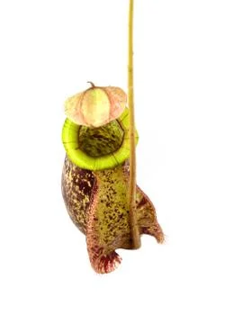 Nepenthes Photos