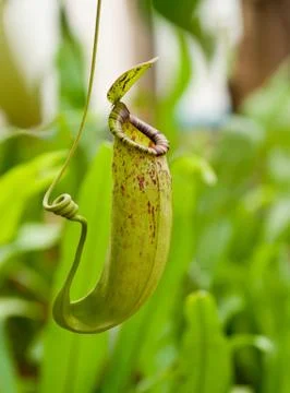 Nepenthes Stock Photos