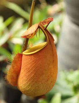 Nepenthes Stock Photos
