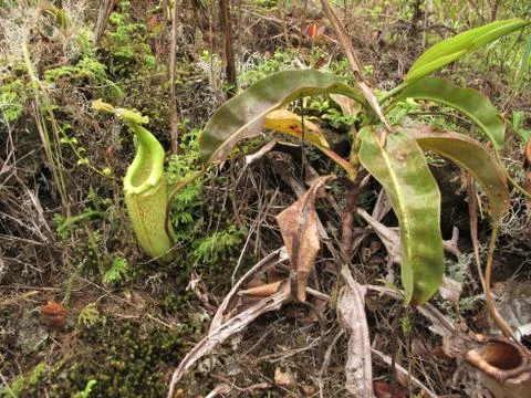 Nepenthes Stock Photos