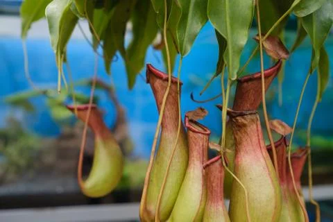 Nepenthes Plant. Interesting flytrap plant Stock Photos