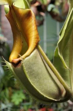 Nepenthes Rajahs Pitcher carnivorous flytrap plant Stock Photos