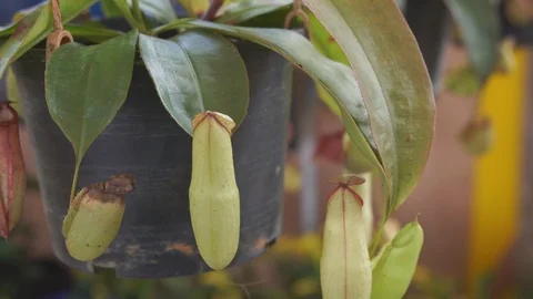 Nepenthes,tropical pitcher plants,monkey cups Stock-Footage 101667779