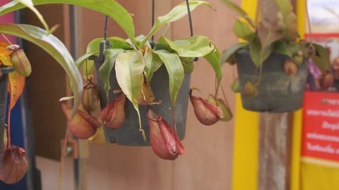 Nepenthes,tropical pitcher plants,monkey cups Stock Footage 101667858