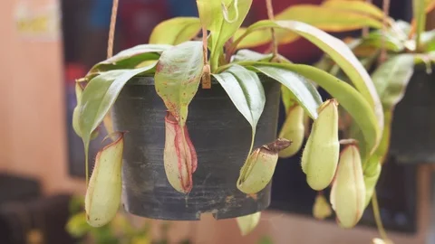 Nepenthes,tropical pitcher plants,monkey cups Stock Footage 101668087