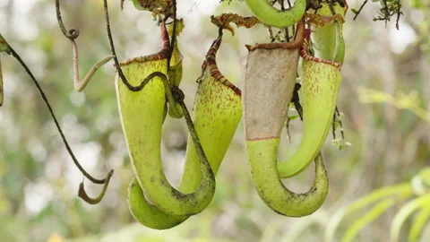 Nepenthis maxima carnivorous pitcher insect eater, one plant is drying, asia Stock Footage 252011223