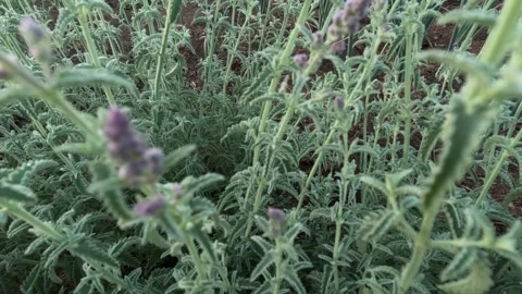 Nepeta nepetella, 스톡 동영상 245899404