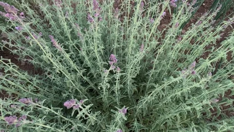 Nepeta nepetella, Stock Footage 245899774