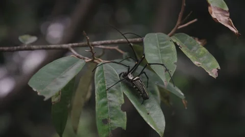 Nephila pilipes on a Durian Tree Leaf Stock Footage 314678809