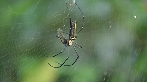 Nephila pilipes spider. Video stock 293448078