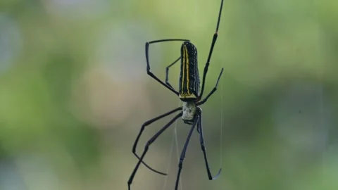 Nephila pilipes spider Video stock 293450495