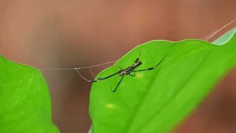 Nephila pilipes spider. Stock Footage 317206750