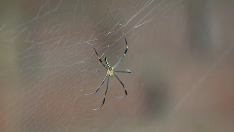 Nephila pilipes spider. Stock Footage 317206782