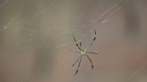 Nephila pilipes spider. Stock Footage 317207159