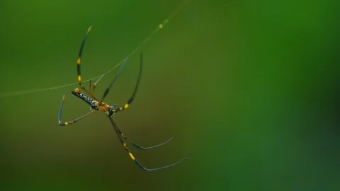 Nephila pilipes spider, is a species of golden orb-web spider, on web in trop Stock Footage