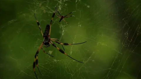 Nephilid spider copulation caught on tape Video stock 79770864