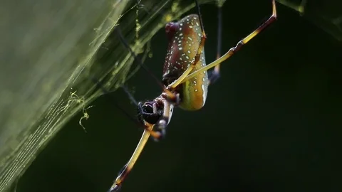 Nephilid spider standing by before rushing on its next prey Video stock 79767498
