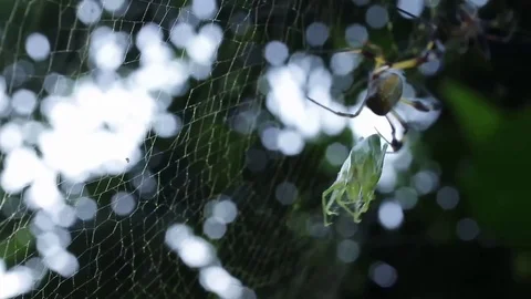 Nephilid taking a break after managing a huge prey Video stock 79769983