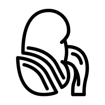 Nephrectomy urology line icon vector illustration 库存插图