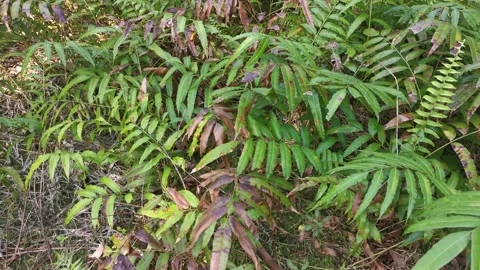 Nephrolepis biserrata schott Video stock 157346834