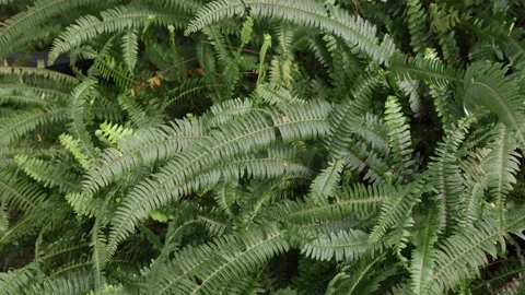 Nephrolepis cordifolia Stock Footage 265926571