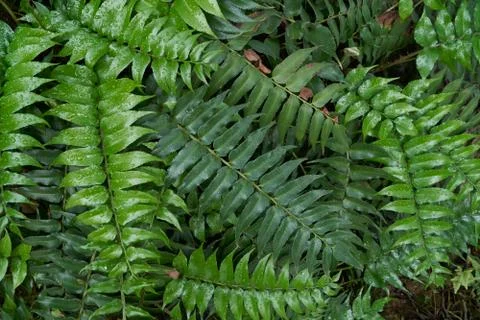Nephrolepis exaltata Foto stock