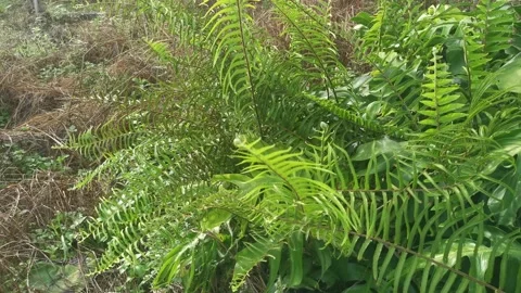 Nephrolepis Stock Footage 201279578