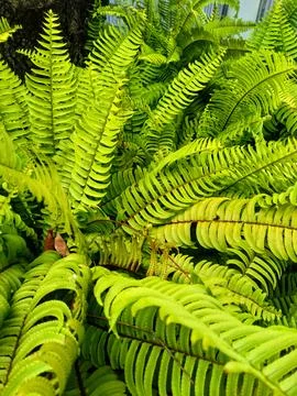 Nephrolepis  Stock Photos