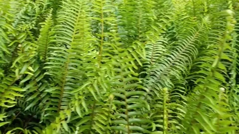Nephrolepis useful plants Stock Footage 174713548