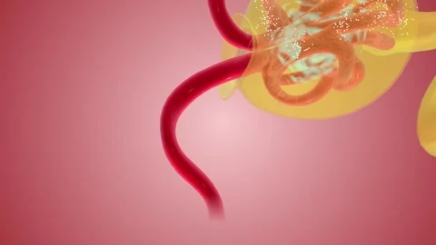 Nephron Function Filtration Afferent arteriole Stock Footage 245278636