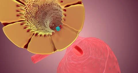 The Nephron function or Reabsorption Stock Illustration