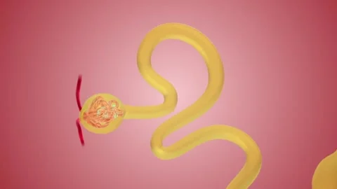 Nephron Function Proximal convoluted tubule 스톡 동영상 245278006