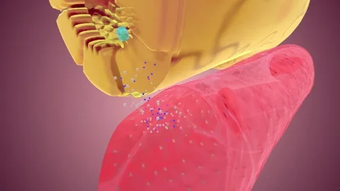 Nephron Function Reabsorption Capillary 動画素材 245280343