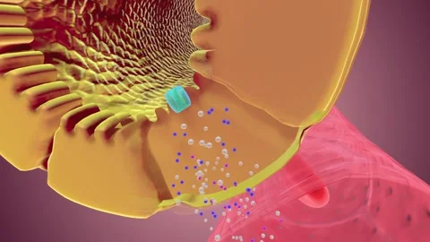 Nephron Function Reabsorption Capillary Stock Footage 245280434