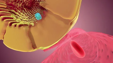 Nephron Function Reabsorption Capillary Stock Footage 245280439