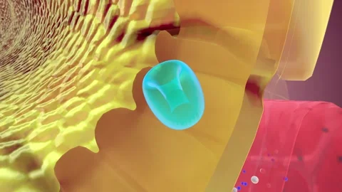 Nephron Function Reabsorption Capillary Stock Footage 245281037