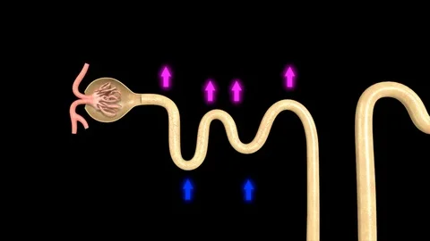 Nephron Functioning 動画素材 70405327
