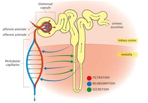 Nephron Structure Diagram Stock Illustration