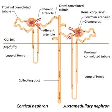 Draw the labelled diagram of a nephron.