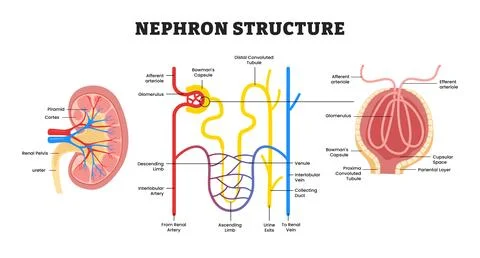 Nephron Structure on Kidney anatomy, educational medical poster design heal.. Stock Illustration